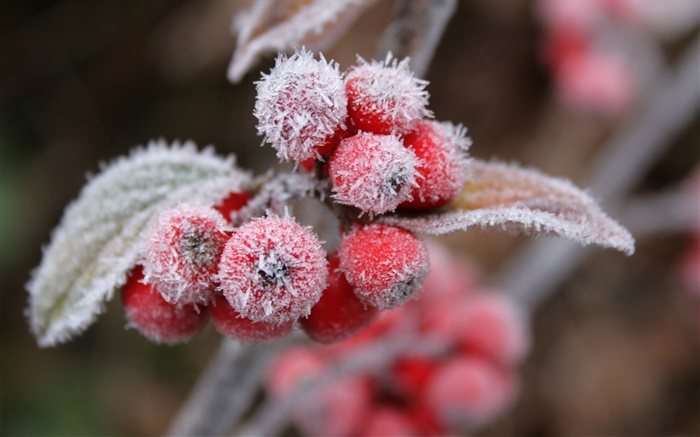 Fruits rouges, neige, glace, hiver Fonds d'écran, image
