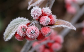 Fruits rouges, neige, glace, hiver HD Fonds d'écran