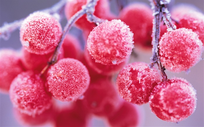 Fruits rouges, l'hiver, le gel Fonds d'écran, image