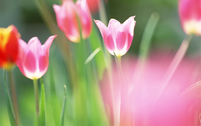 Les fleurs rouges, tulipes, arrière-plan flou Fonds d'écran, image