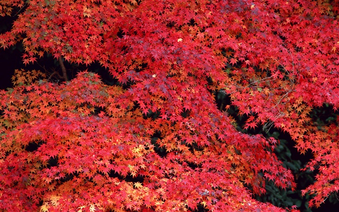 Les feuilles rouges, automne Fonds d'écran, image