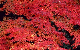 Les feuilles rouges, automne HD Fonds d'écran