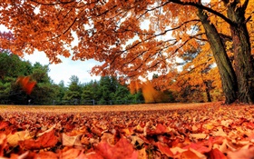 Les feuilles rouges tombant à terre, les arbres, l'automne