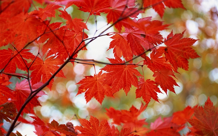 Feuilles d'érable rouges, automne Fonds d'écran, image