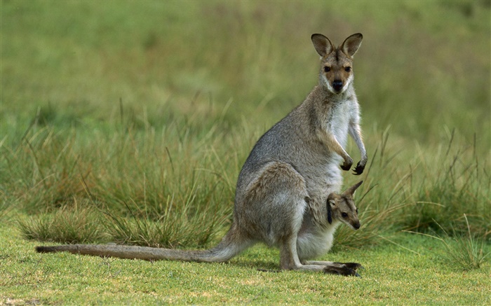Wallaby à cou rouge, la mère avec le bébé, l'Australie Fonds d'écran, image