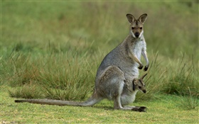 Wallaby à cou rouge, la mère avec le bébé, l'Australie HD Fonds d'écran