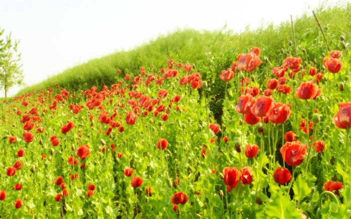 Red champ de fleur de pavot sous le soleil Fonds d'écran, image