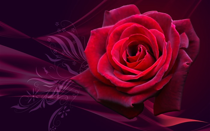 Rouge, rose, fleur close-up Fonds d'écran, image