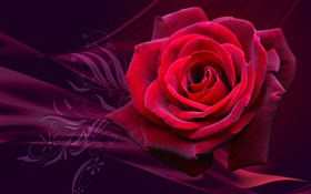 Rouge, rose, fleur close-up