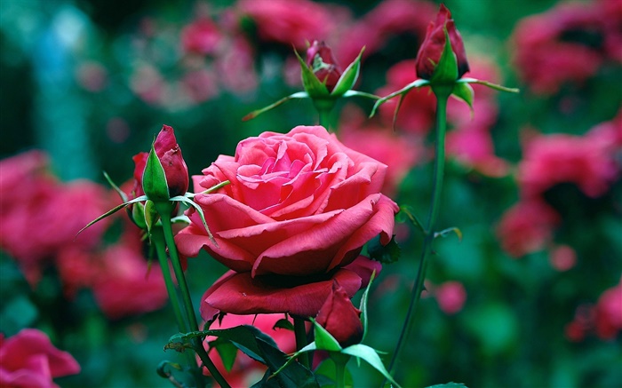 Fleurs roses rouges dans le jardin Fonds d'écran, image