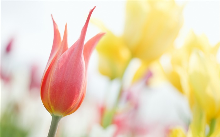 Tulipe rouge, bokeh Fonds d'écran, image