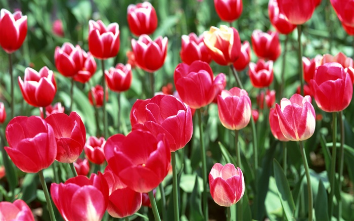 Fleurs de tulipes rouges close-up Fonds d'écran, image