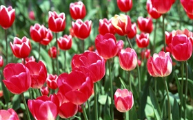 Fleurs de tulipes rouges close-up