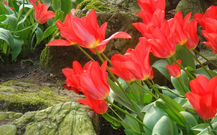 Fleurs de tulipes rouges vue de côté de terrain Fonds d'écran, image