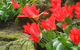 Fleurs de tulipes rouges vue de côté de terrain
