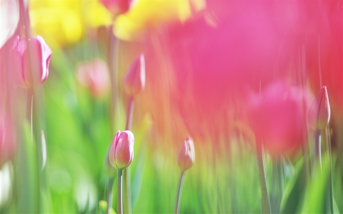 Tulipes rouges fleurs, arrière-plan flou Fonds d'écran, image