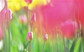 Tulipes rouges fleurs, arrière-plan flou HD Fonds d'écran