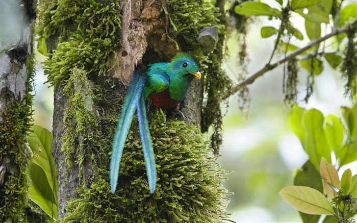 Quetzal resplendissant, sur nid, bleu oiseau de plumes, Costa Rica Fonds d'écran, image