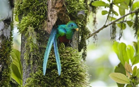 Quetzal resplendissant, sur nid, bleu oiseau de plumes, Costa Rica HD Fonds d'écran