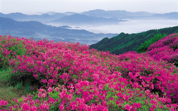Rhododendron fleurs sur la colline Fonds d'écran, image