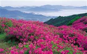 Rhododendron fleurs sur la colline