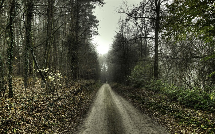 Road, arbres, brouillard, l'aube Fonds d'écran, image