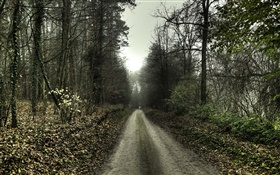 Road, arbres, brouillard, l'aube