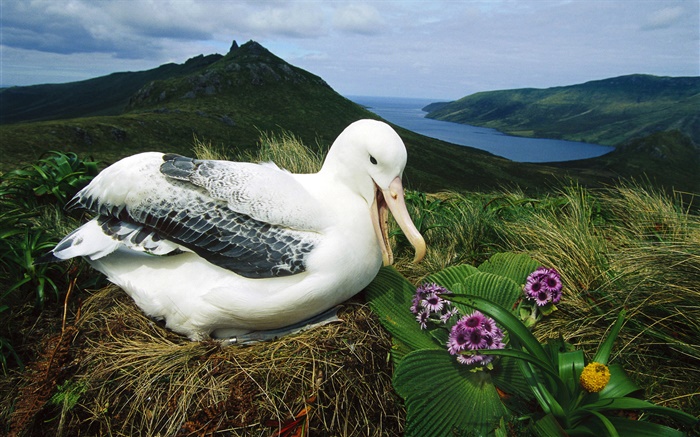 Albatros royal, nid, Campbell Island, Nouvelle-Zélande Fonds d'écran, image