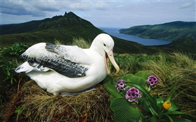 Albatros royal, nid, Campbell Island, Nouvelle-Zélande HD Fonds d'écran