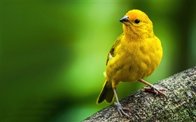 Saffron Finch, jaune oiseau de plumes