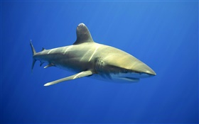 requins de la mer HD Fonds d'écran