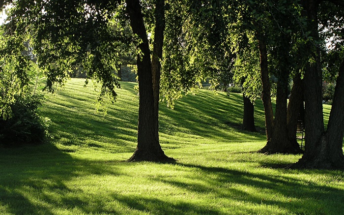 Ombres, l'herbe, les arbres, les rayons du soleil Fonds d'écran, image