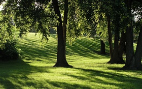 Ombres, l'herbe, les arbres, les rayons du soleil HD Fonds d'écran