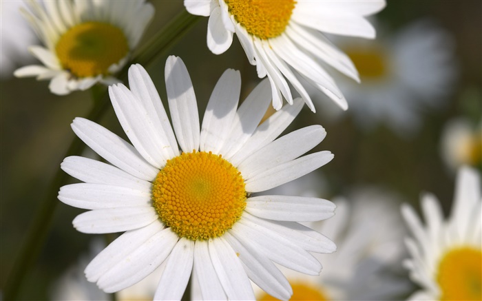 Petits chrysanthèmes blancs Fonds d'écran, image
