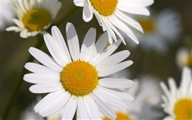 Petits chrysanthèmes blancs HD Fonds d'écran