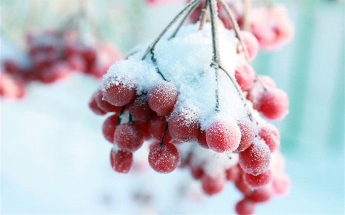 Neige, fruits rouges Fonds d'écran, image