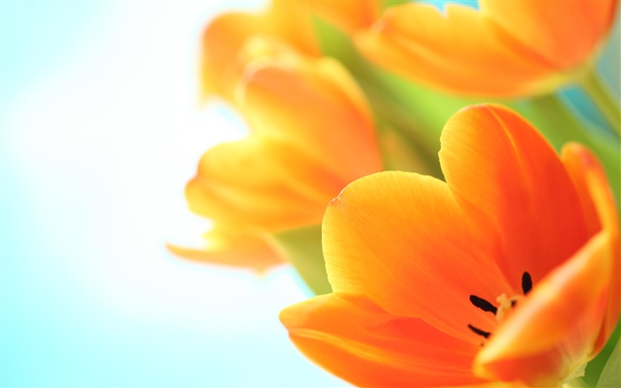 Fleurs de printemps, des tulipes orange Fonds d'écran, image