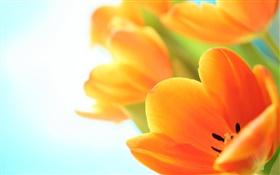 Fleurs de printemps, des tulipes orange HD Fonds d'écran