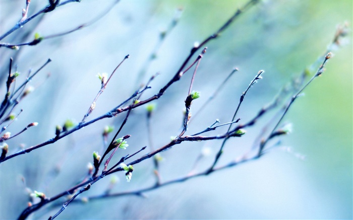 Brindilles de printemps, les bourgeons, arrière-plan flou Fonds d'écran, image