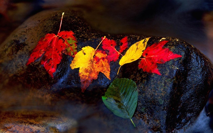 Pierres, les feuilles jaunes, ruisseau, automne Fonds d'écran, image