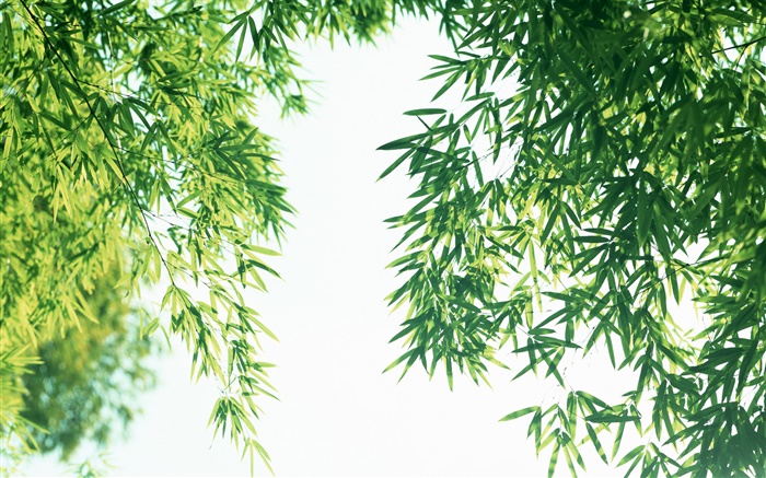 Été feuilles de bambou fraîches Fonds d'écran, image