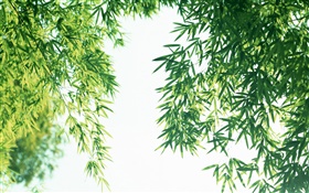 Été feuilles de bambou fraîches HD Fonds d'écran