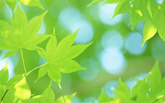 D'été, feuilles d'érable vertes Fonds d'écran, image