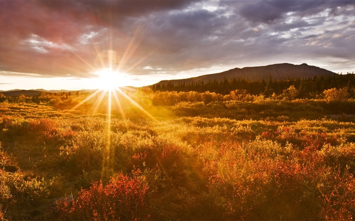 Coucher de soleil, l'herbe, le parc national de Denali, Alaska, USA Fonds d'écran, image