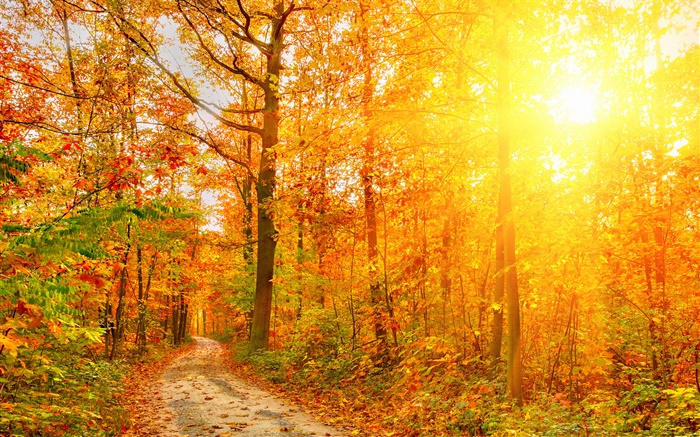 Soleil, arbres, forêt, automne, chemin Fonds d'écran, image