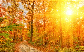 Soleil, arbres, forêt, automne, chemin HD Fonds d'écran