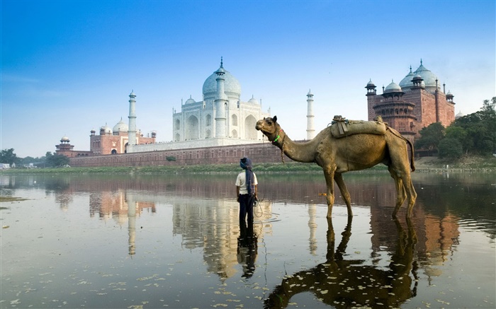 Taj Mahal, en Inde, chameau Fonds d'écran, image