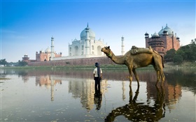 Taj Mahal, en Inde, chameau