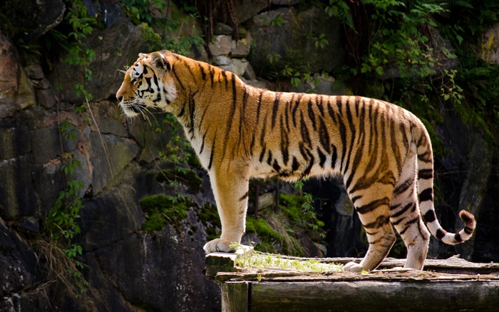 Tiger vue de côté Fonds d'écran, image