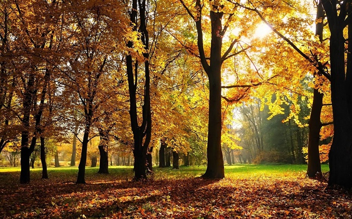 Les arbres, l'automne, les feuilles rouges, les rayons du soleil Fonds d'écran, image